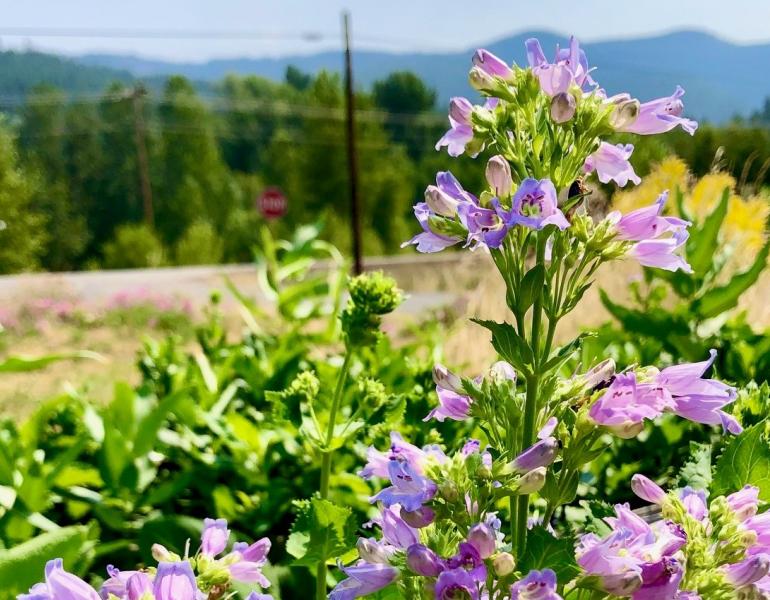Penstemon flowers at the Hood River NRCS field office demonstration garden ( Emily Huth/ NRCS).