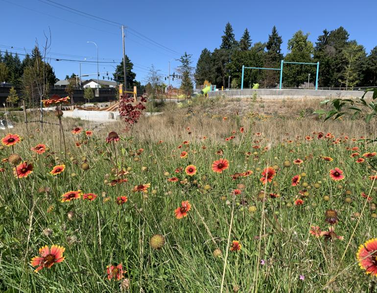 A remodeled park included a daylighted creek, flowering meadow, and playground (Photo: Matthew Shepherd).