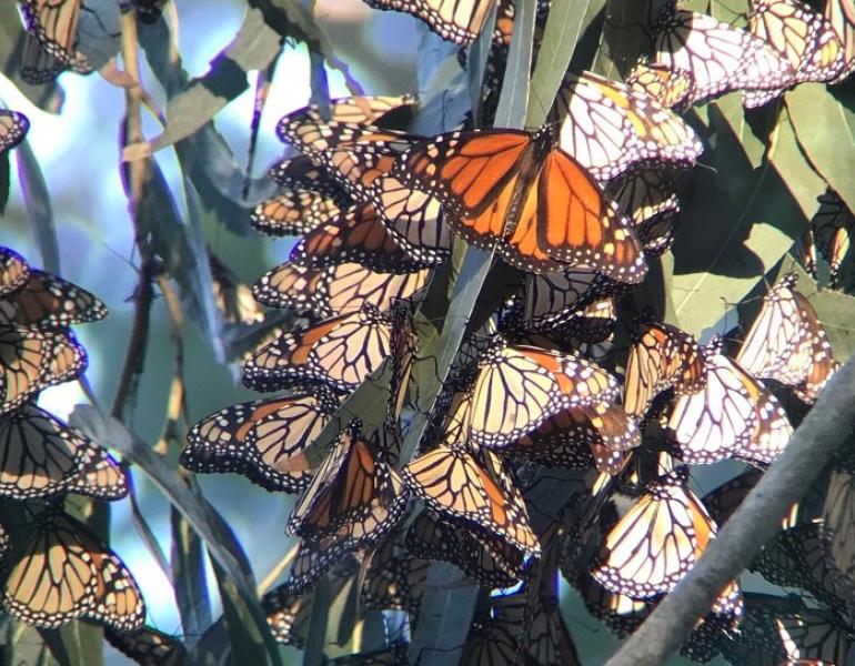 Western monarchs overwintering in California 2021-2022 (Photo: Jessica Griffiths)