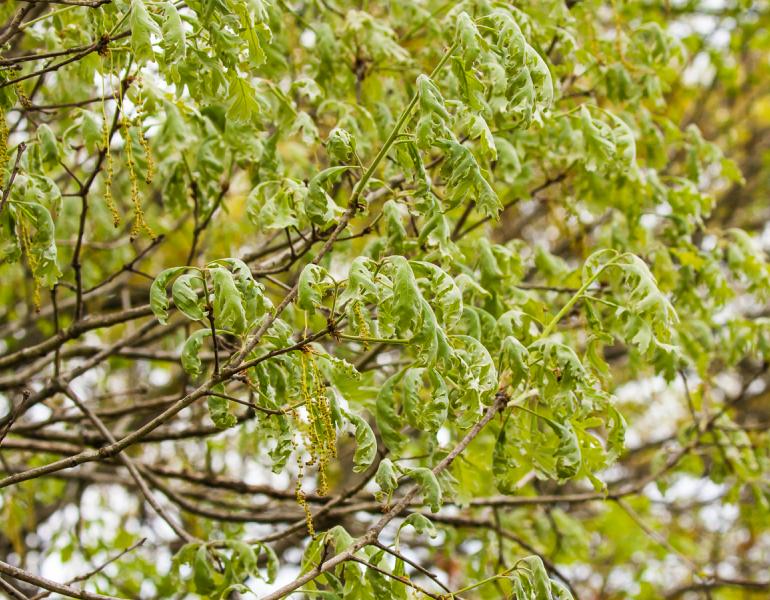 White oak showing symptoms of herbicide drift injury in mid April. Credit: Martin Kemper, Prairie Rivers Network