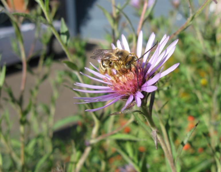 A bee foraging on a yellow and purple flower in a suburban garden. The bee is golden-brown and hairy, and has very long antennae. The flower has many narrow, purple petals that radiate out from the yellow center. The flower is growing in a flower border beside a house. Behind can be seen a blue garage door and a white sedan parked on the driveway.