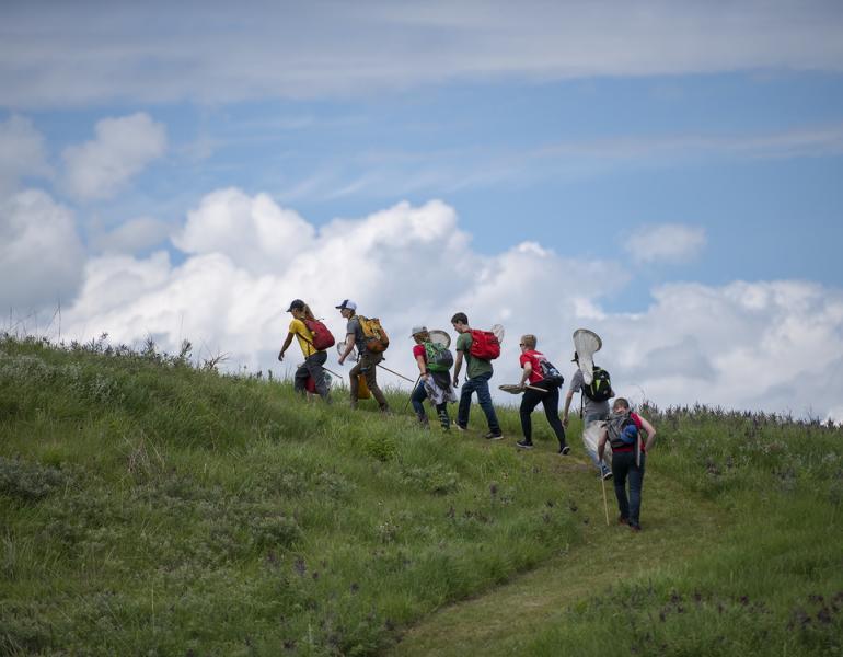 Young Nebraska Ecologists group climbs a hill in Gjerloff Prairie for Bumble Bee Atlas Surveys (c. Britton Bailey)