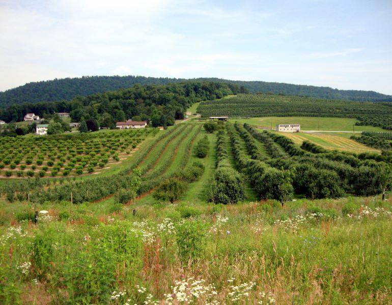Flowers bloom in the foreground of a Pennsylvania orchard with hills in the distance. Photo: Kelly Gill/ Xerces Society