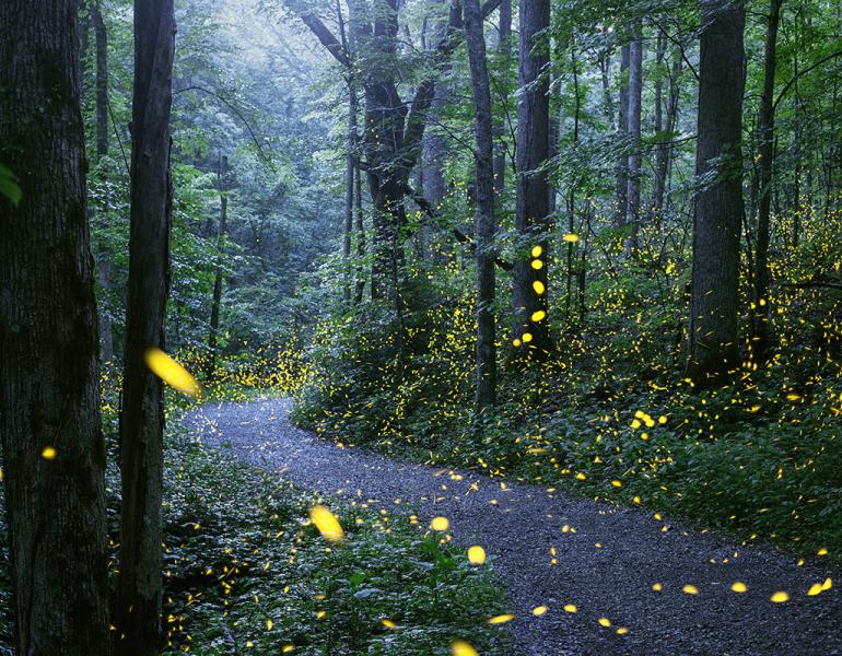 Synchronous fireflies line a path through Great Smoky Mountains National Park (Photo: Radim Schreiber, fireflyexperience.org)