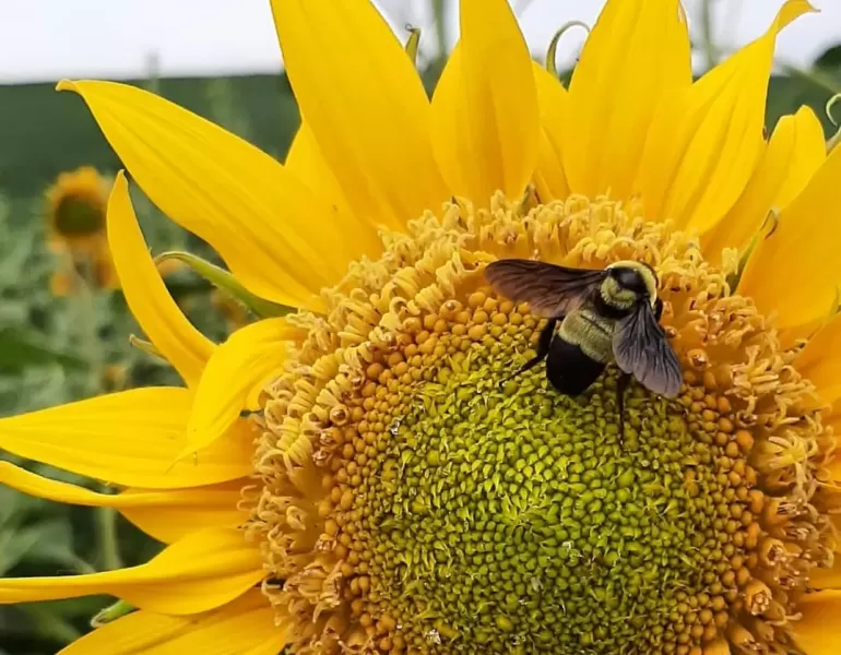 Bombus fraternus on sunflower (Photo: K. Hayden)