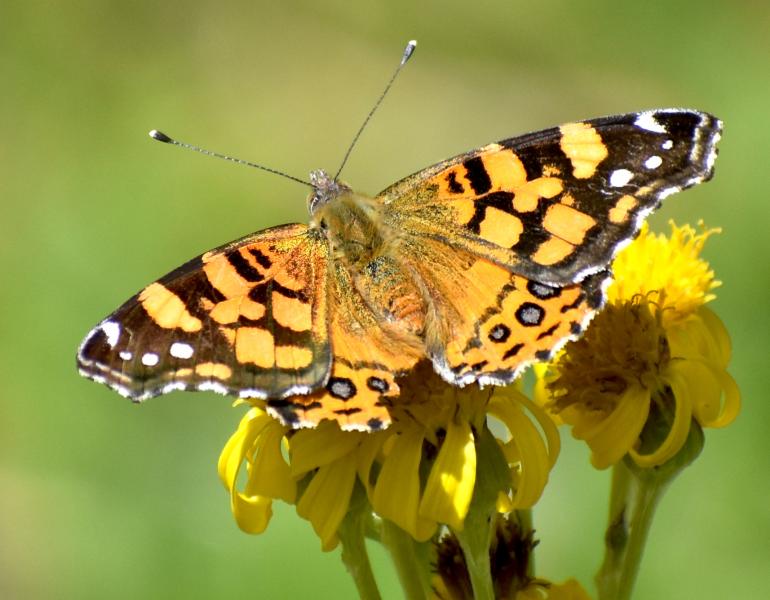 West coast lady, Vanessa annabella. Photo: Chris Halsch, University of Nevada-Reno