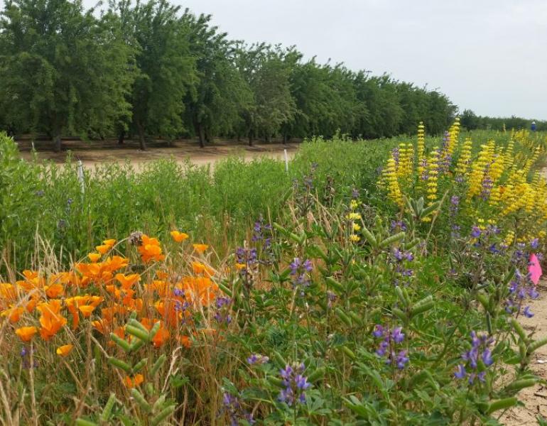 Recent research from UC Davis found that the abundant local flowering resources provided by field margin wildflower plantings helped to sustain bumble bee queen production even at sites with higher pesticide risk - Olam Orchards_CA_Pollinator Habitat_JKC_XS