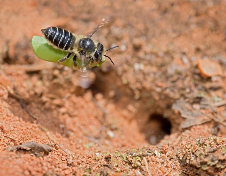 Leafcutter bee carrying a piece of leaf