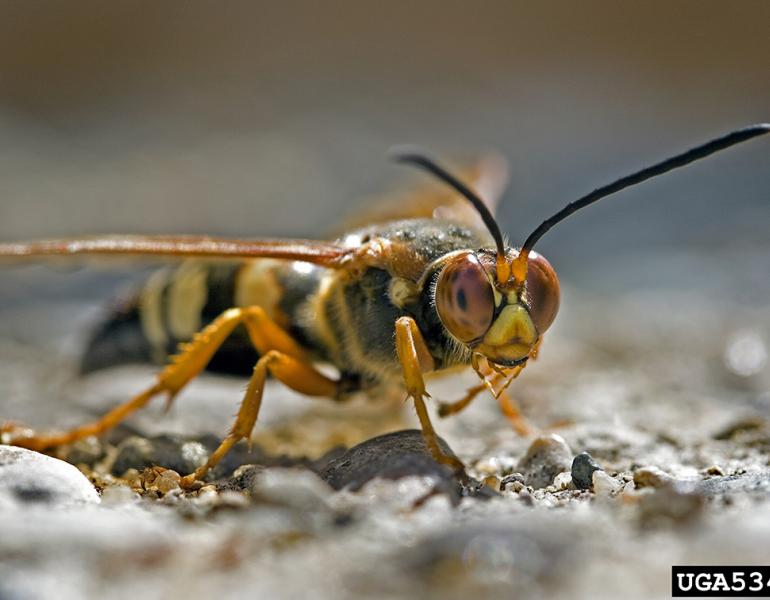 Cicada killer wasp