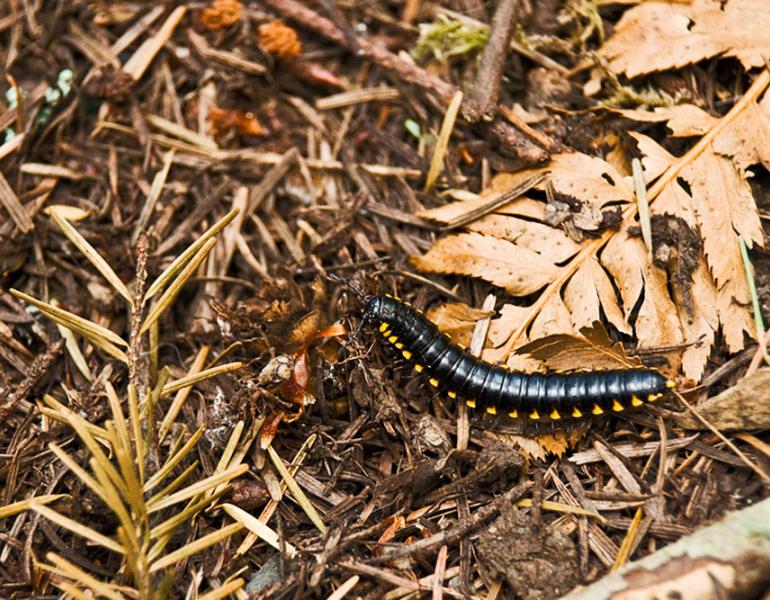 Yellow spotted millipede crawls in leaves and brush