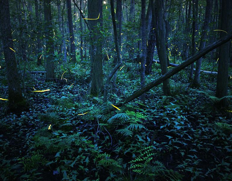 Fireflies flashing at night 
