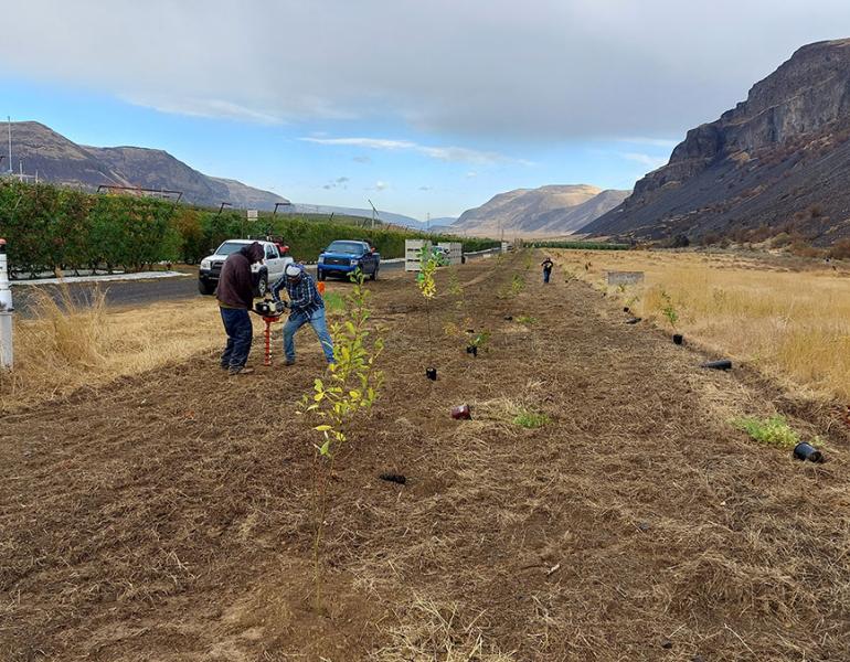 Several people using a tool to make holes in the ground for planting hedgerow plants across the street from an orchard