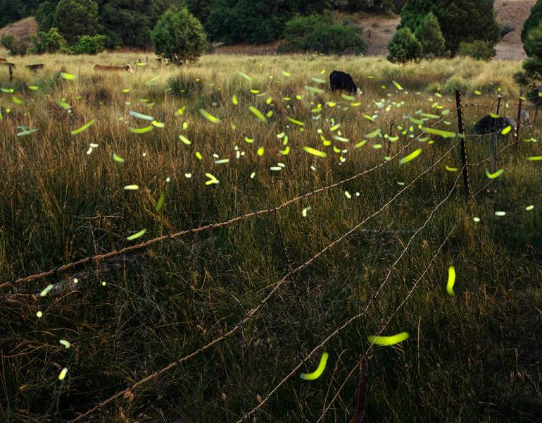 Yellow/green flashes at dusk from Southwest spring fireflies near grazing cattle