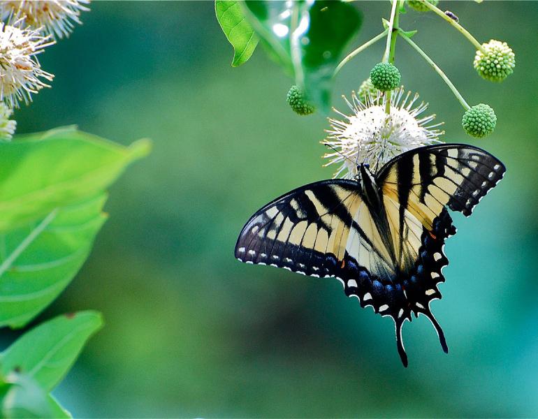 Eastern swallowtail butterfly on buttonbush