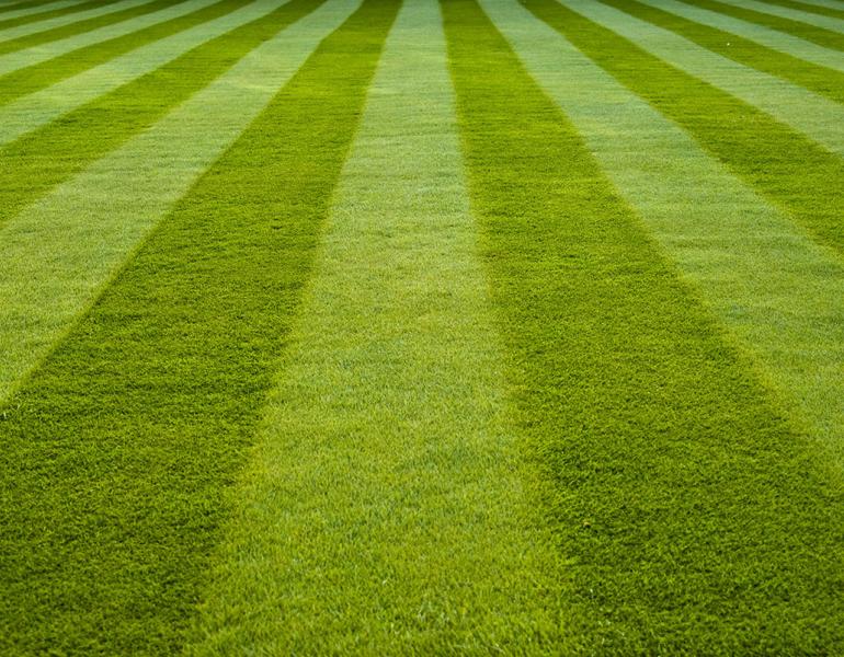 Desolate stripes of mowed turf grass