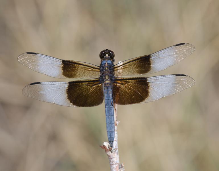 Widow skimmer, photographed by Bryan E. Reynolds