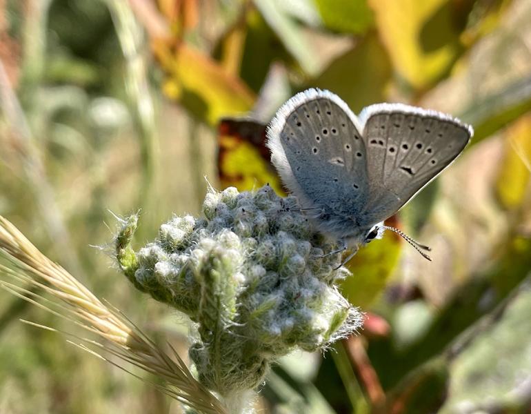 male coastal greenish blue butterfly