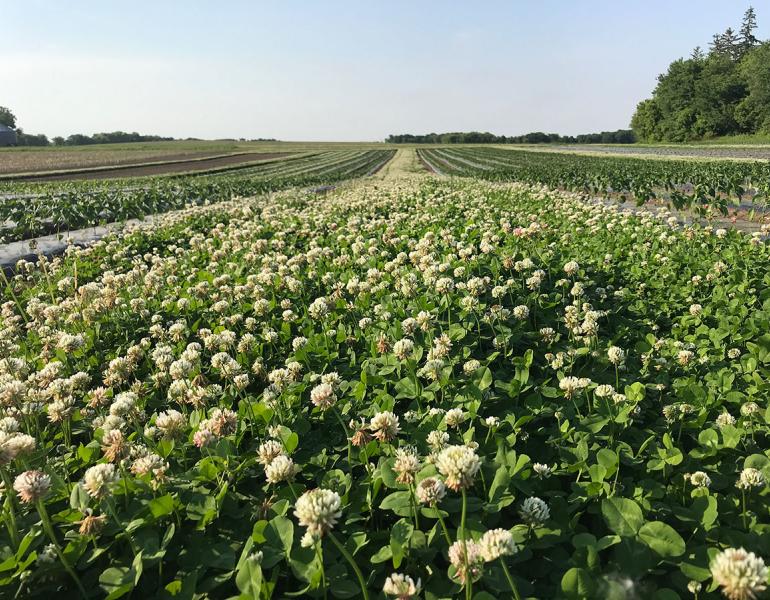 white clover as cover crop