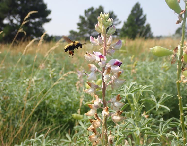 Bumble bee approaching flower