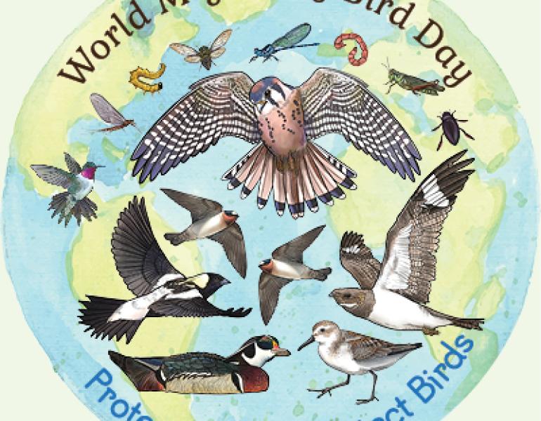 "World Migratory Bird Day. Protect Insects, Protect Birds" Illustrations of many different birds and insects