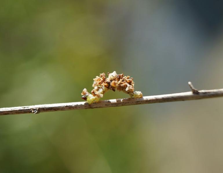 Camouflaged looper hiding itself with petals from mountain mint flowers. (Photo: Kailee Slusser, Xerces Society)