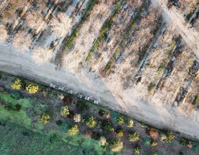 An aerial view looking down on an almond orchard. At the bottom of the photo, the greenery of the hedgerow planted as habitat for bees contrasts with the straight rows of almond trees above.