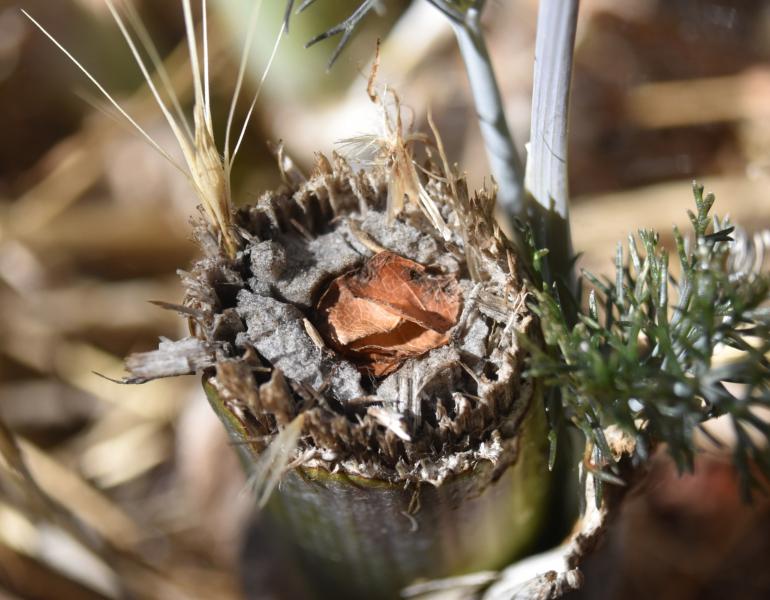 The hole in the end of this broken flower stem is filled with neatly cut pieces of leaf, a sure sign that a leafcutter bee has made a nest. 