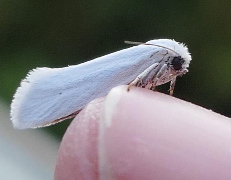 The white colored yucca moth is dwarfed by the person's thumbnail on which it perches