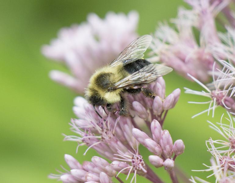 A hairy, yellow-and-black bumble bee forages on a pink flower head of joe-pye weed.