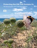 Yellow and black bumble bee on a pale pink native thistle