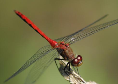 ruby meadowhawk