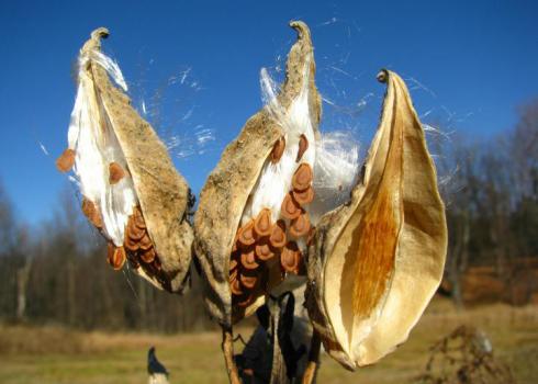 milkweed seed pod