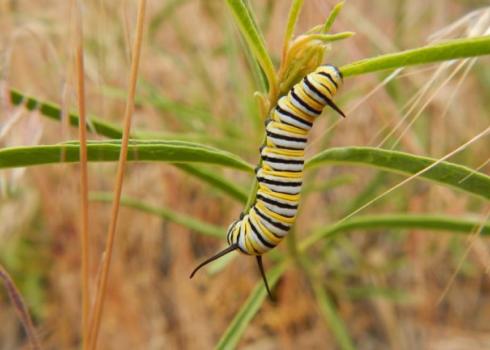 Monarch caterpillar on narrowleaf milkweed (Asclepias fascicularis). (Photo: Xerces Society / Stephanie McKnight)