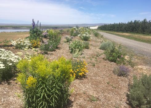 An assortment of colors among a flowering hedgerow add life to an arid landscape.
