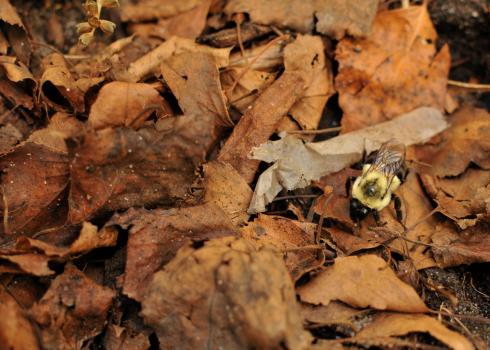 A queen bumble bee looks for a spot within a thick leaf cover.