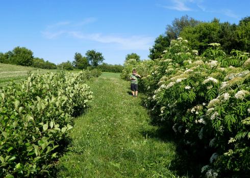 A kid stands in a verdant landscape with blue sky. He is putting something into his mouth as he stands near a hedgerow with fruit and flowers on it.