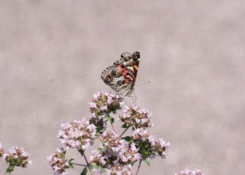 American lady butterfly on a cluster of flower, photographed by Pat