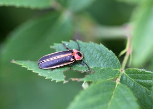 Firefly in a backyard