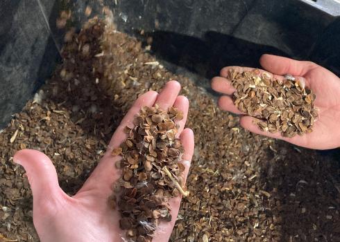 Milkweed seeds in a bin and in someone's hands