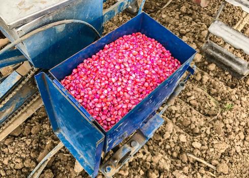 Corn seeds coated with pink systemic insecticides 