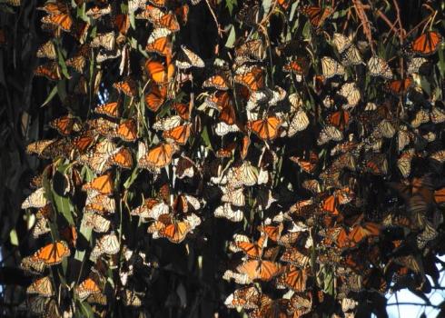 Cluster of monarchs on tree branches
