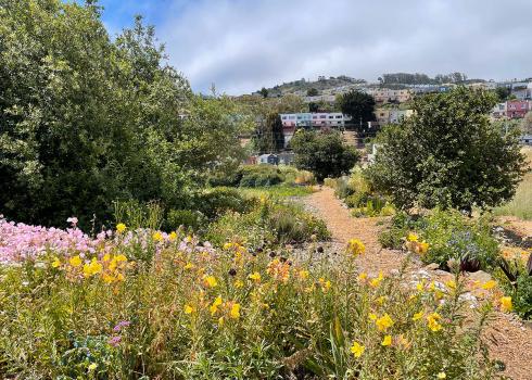 Patch of habitat with view of San Francisco neighborhood