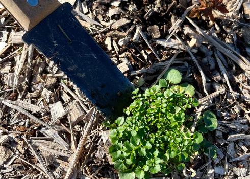 Hori hori gardening tool removing a weed from a garden