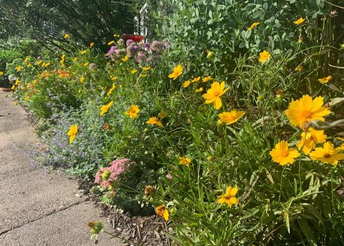 Several flowering perennial plants along the edge of a sidewalk. 