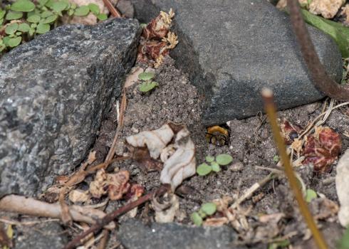 A mining bee peeking its fuzzy head out of its burrow, dug out of soil directly under a stone. The bee is covered in orange fluffy fur. Numerous other beneficial insects also make their homes in gaps or burrows dug out from the soil under a stone.