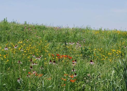 A grassland covered in colorful wildflowers