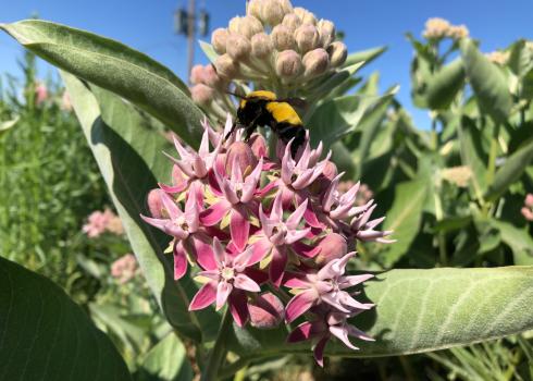 Morrison bumble bee nectars on milkweed