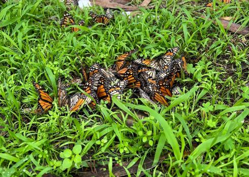  Many monarchs lying fallen on the ground, in the process of dying.