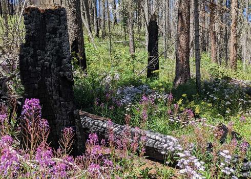 A brilliant magenta flower stands in front of a black charred tree trunk. The forest has some live and dead conifer trees with a forest floor covered in white and yellow flowers with lots of leafy green growth with a few large black charred tree trunks laying down.