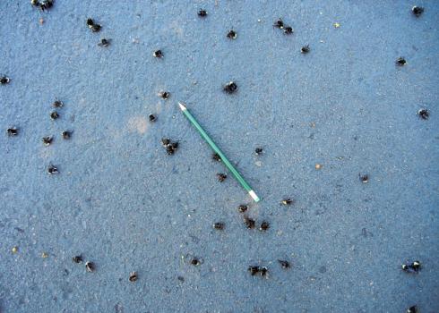 Many small dead bees laying scattered across the floor. A pencil is in the middle, to show the scale.
